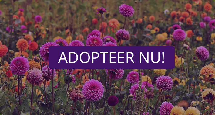 adopteerknop